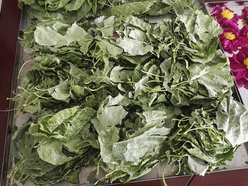 桑葉(yè)的凍幹案列以及功效欣諭凍幹機幹燥的桑葉 桑葉(yè)的凍幹(gàn)案列以及功效欣諭凍幹機幹(gàn)燥的桑葉