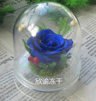 永生(shēng)花冷凍幹燥機實驗 永生花冷凍幹燥機實驗